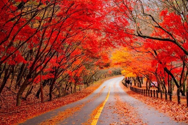 mùa lá đỏ Seoul Hàn Quốc